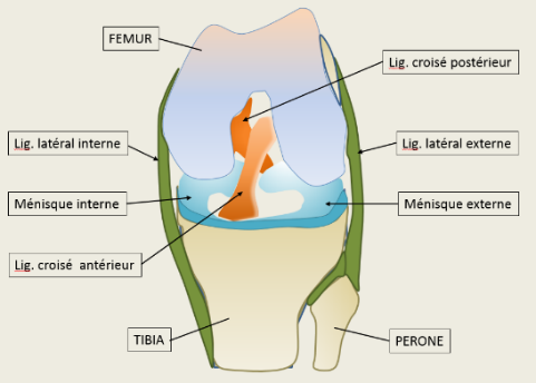 Anatomie du genou